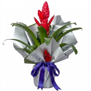 Special For Valentine's day