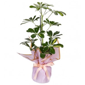 Schefflera