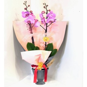 Posh Purple Orchid Plant
