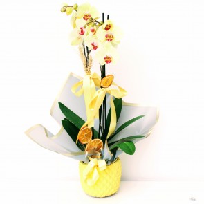 Çift Dal Sarı, Golden Orkide